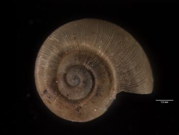 Media type: image; Malacology 88297   Description: gastropod;